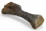 Fossil Sauropod (Camarasaurus) Metacarpal (Hand) Bone - Wyoming #306949-3